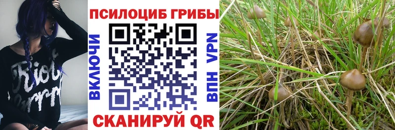 Псилоцибиновые грибы GOLDEN TEACHER  OMG маркетплейс  Озёрск  купить  